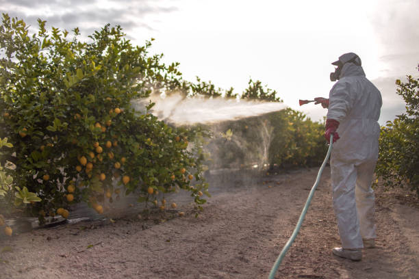 Best Insect Control  in Turnersville, NJ