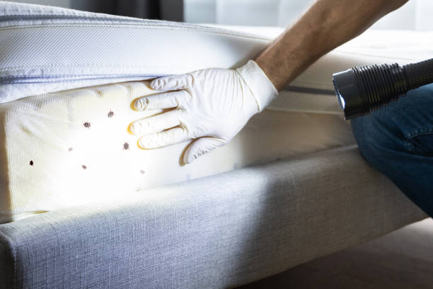 Best Flea Control Services  in Turnersville, NJ