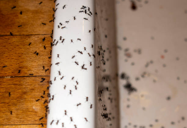 Wildlife Control Services in Turnersville, NJ