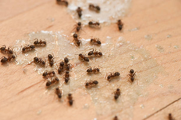 Best Commercial Pest Control Services  in Turnersville, NJ